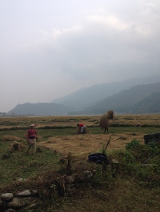Rice Harvesting on the Seti River Banks